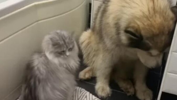 Kot pomógł zwabić tchórzliwego malamuta do łazienki, a sam ukradł jego smakołyk