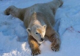 Jak niedźwiedzie polarne w San Diego pokazali swoje emocje taczając się w śniegu. Wideo