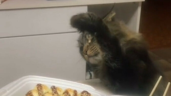 Kot ninja próbował ukraść sushi, ale rozbawił tylko użytkowników mediów społecznościowych. Wideo