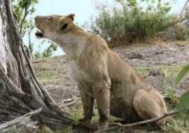 Niesamowita historia o „człowieczeństwie” wśród zwierząt