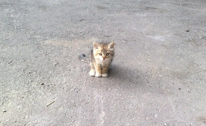 Natalia zobaczyła małego kociaka, którego wyrzucili z autobusu