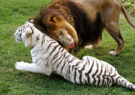 Lew zakochał się w białej tygrysicy i razem opuścili zoo