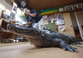 Krokodyl mieszka w japońskiej rodzinie od 40 lat