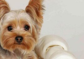 Bardzo mądry pies. Umiejętności tego psa zachwycą każdego