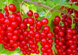 Jak używając sodę, zwiększyć plon porzeczek dwukrotnie i pozbyć się szkodników? Zobacz