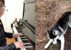 Mężczyzna zaczął grać na pianinie zwierzętom i stał się sławny na TikTok. Wideo