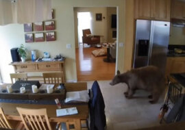 Dwa małe psy wypędziły niedźwiedzia z domu. Wideo