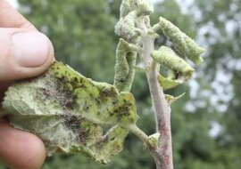 Łatwy sposób na usuwanie mszyc z liści drzew i krzewów