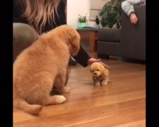 Golden retriever był zazdrosny o swojego właściciela o szczeniaka-zabawkę. Wideo