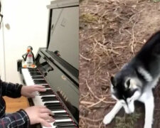 Mężczyzna zaczął grać na pianinie zwierzętom i stał się sławny na TikTok. Wideo
