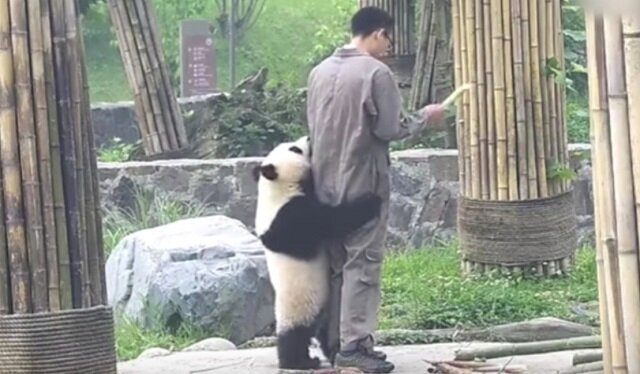 Panda zdecydowała, że dozorca powinien się z nią bawić. Więc nie pozwala mu opuszczać zagrody