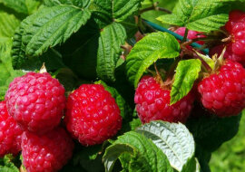 Obfite zbiory malin: pamiętaj o 9 prostych sekretach