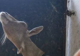 Tak, właśnie w ten sposób: reakcja koziołka na drapanie rozbawiła ogromną liczbę użytkowników. Wideo