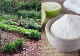 Zwykła soda, co roku ratuje i chroni moje warzywa. To uniwersalny środek dla roślin ogrodowych