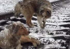Wierność tego psa wzrusza. Pies spędził dwa dni przykrywając swoją ranną przyjaciółkę leżącą na torach