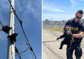 Policja uratowała dwa niedźwiadki, które wspięły się na słup