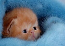 Troskliwa mama kot i jej śpiące dziecko