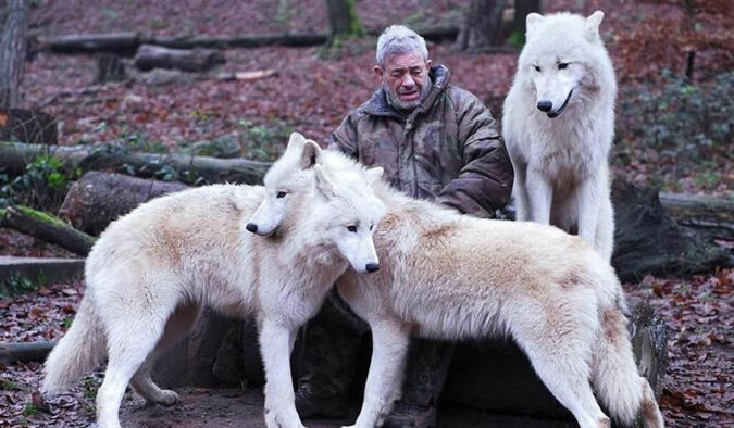 Wilki byłego spadochroniarza Wernera Freunda: nikt nie zagłębił się tak głęboko w świat wilków jak on