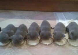 Kocięta są bardzo podobne do swoich rodziców