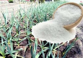 Zwykła sól może zwiększyć plon. Zobacz jak