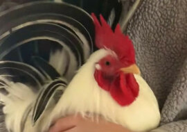 Kogut domowy uwielbia swoich właścicieli i jest zawsze gotowy na uściski. Wideo