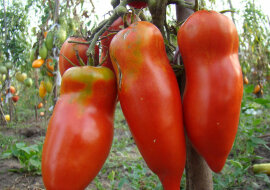 Phytophthora: jak uchronić pomidory przed zarazą ziemniaka