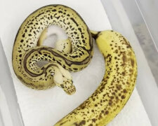 Banan nie może ukąsić: ciekawy filmik z Kanady udowadnia, że jest inaczej. Wideo