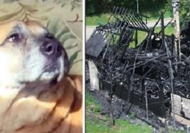 Uratowany z pożaru pies dwa miesiące później doprowadził ludzi do czarnej dziury w spalonym domu