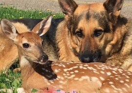 Niesamowita historia owczarka Serje’a, który wychował jelonka