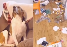 „Co ty narobiłaś?”. Zobacz reakcje psa na bałagan