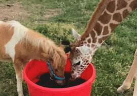 Przyjaźń żyrafy i małego konika zadziwiała internautów. Wideo