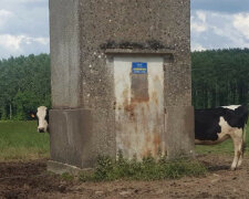 14 zdjęć, które całkowicie rozwalają system: co to właściwie jest?