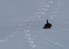 Zabawna wydra zjeżdża ze zjeżdżalni. Wideo