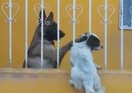 Mały piesek utknął między prętami ogrodzenia. Po jakimś czasie przybył jemu na ratunek duży pies – owczarek niemiecki