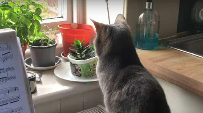 Ta kotka wie, jak dodać epickości do swojego życia - zabawne wideo