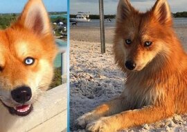 Pomsky: niezwykły lis-pies doprowadza internautów do szału