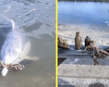 Mieszkający w Australii delfin o imieniu Mystic bardzo tęsknił za ludźmi podczas kwarantanny