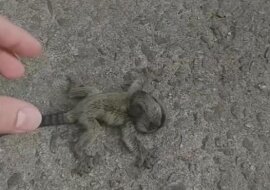 Brazylijczyk uratował malutką pigmejkę i przekazał ją matce