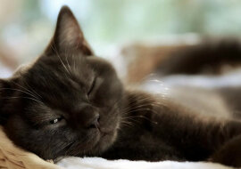Dlaczego koty tak dużo śpią?