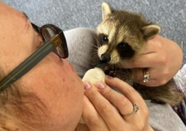 Mały szop, porzucony przez matkę, przyszedł do ludzi