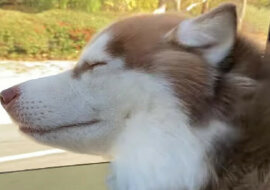 Ten husky zrobił na wielu wrażenie, a teraz każdy chce być na jego miejscu. Wideo