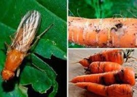 Połyśnica marchwianka zjadła całą moją kapustę. Opowiadam, jak pozbyłam się szkodnika na wiele lat