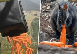 Australijczycy karmią uratowane dzikie zwierzęta zrzucając warzywa z samolotów
