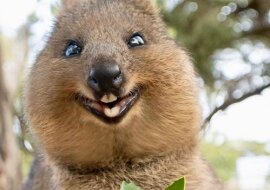 Kuoki to najsłodsze i najbardziej uśmiechnięte zwierzęta