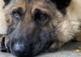 Bardzo gruby owczarek błąkał się samotnie po ulicach