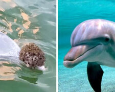 Delfin przynosi ludziom prezenty z dna oceanu i wymienia je na jedzenie