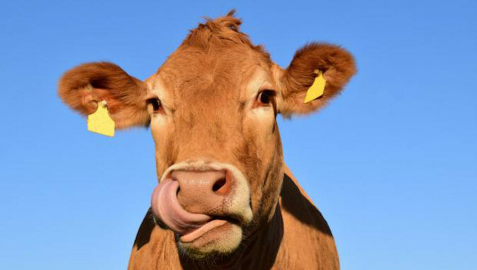 Żywe krowy zauważono na tylnym siedzeniu samochodu w USA. Niezwykłe wideo