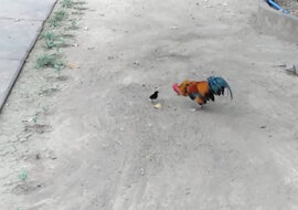 Odważny mały kurczaczek goni koguta. Zabawny filmik