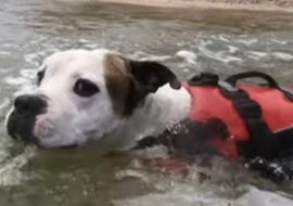 Bulldog uratował tonącego chłopca w Australii. Odważnie rzucił się do wody
