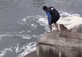 Mężczyźni wyciągnęli bezpańskiego psa z lodowatej wody. Zobacz, jak pies podziękował swoim ratownikom